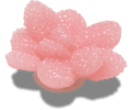 Beaded Pink Flower
