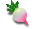 Realistic Radish