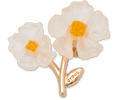 White Floral Blossom